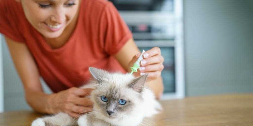 Gesundheitsrisiken für Katzen