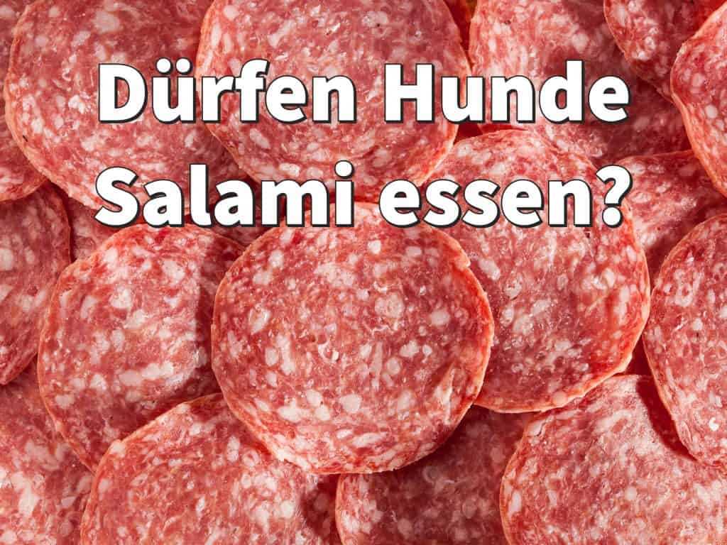 Welche Wurst dürfen Hunde essen? Tipps und Empfehlungen