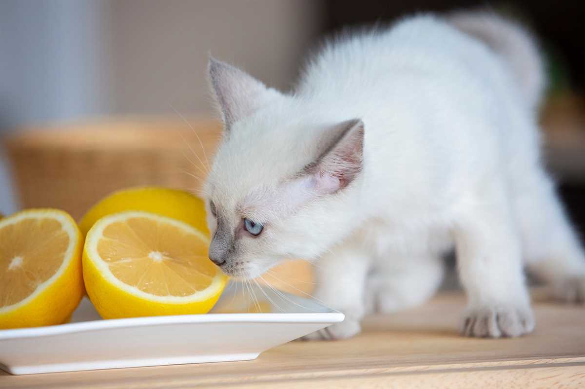 Methode Nr. 1: Zitronenduft gegen Katzen