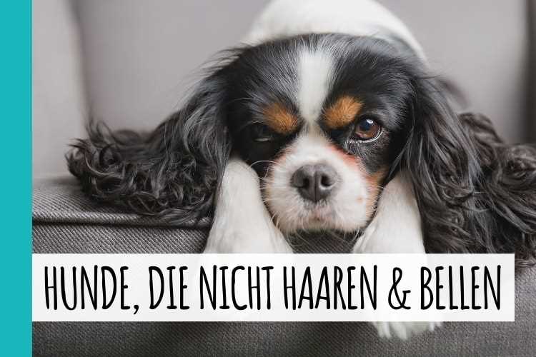 Welche Hunderasse bellt nicht? Tipps und Empfehlungen