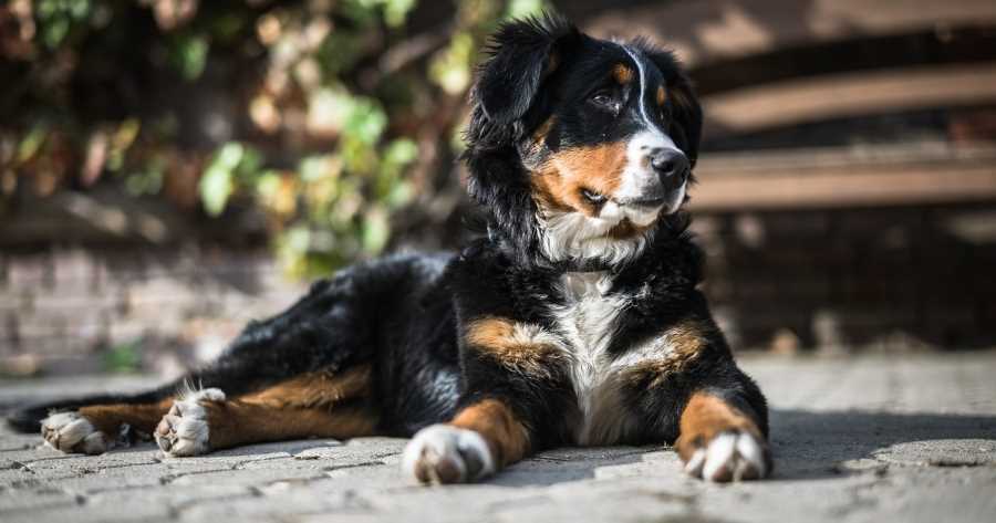 2. Cavalier King Charles Spaniel