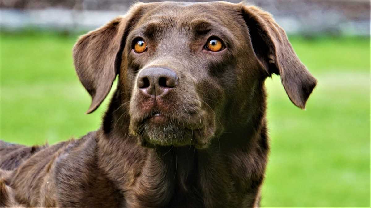 5. Labradoodle