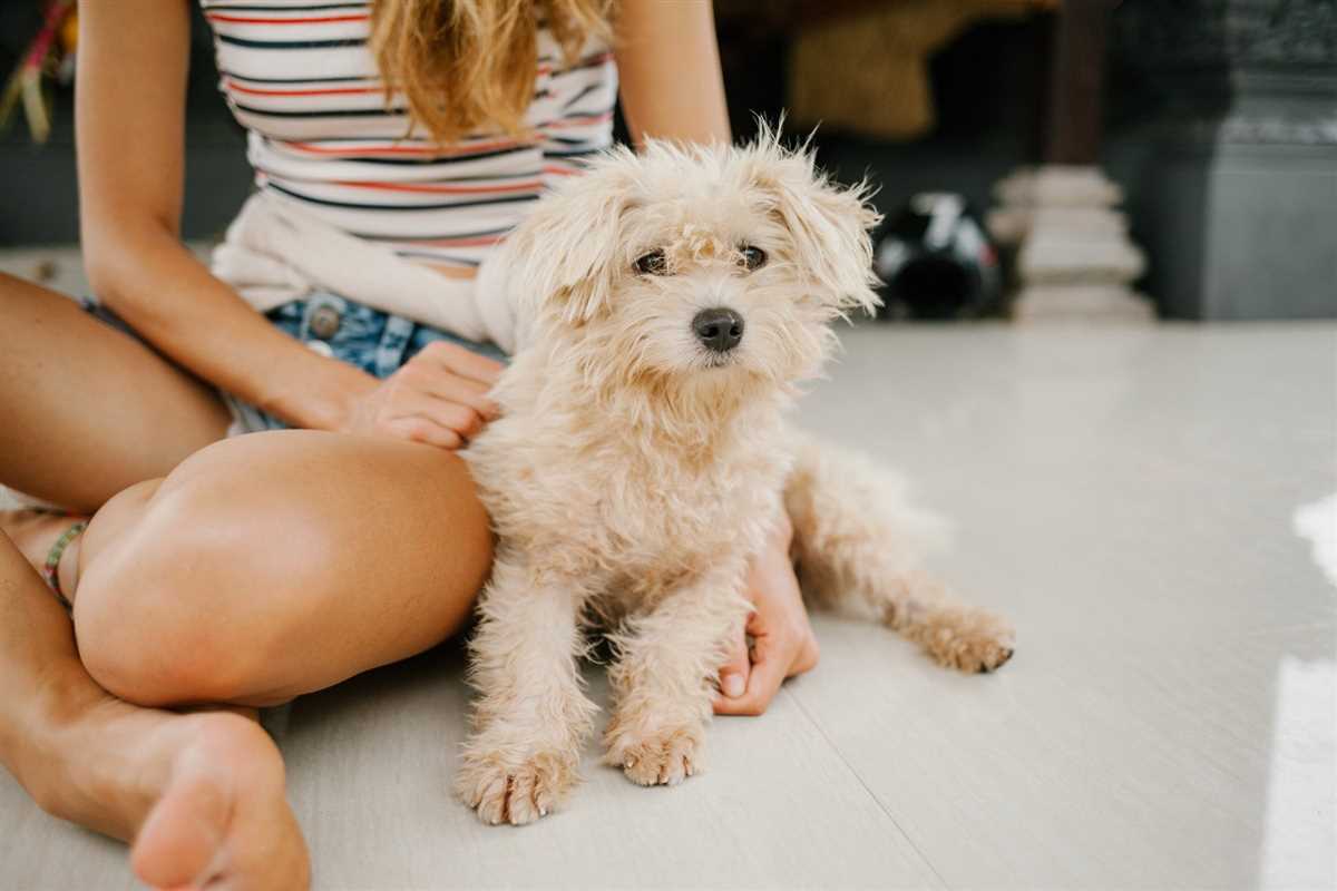 Bichon Frisé