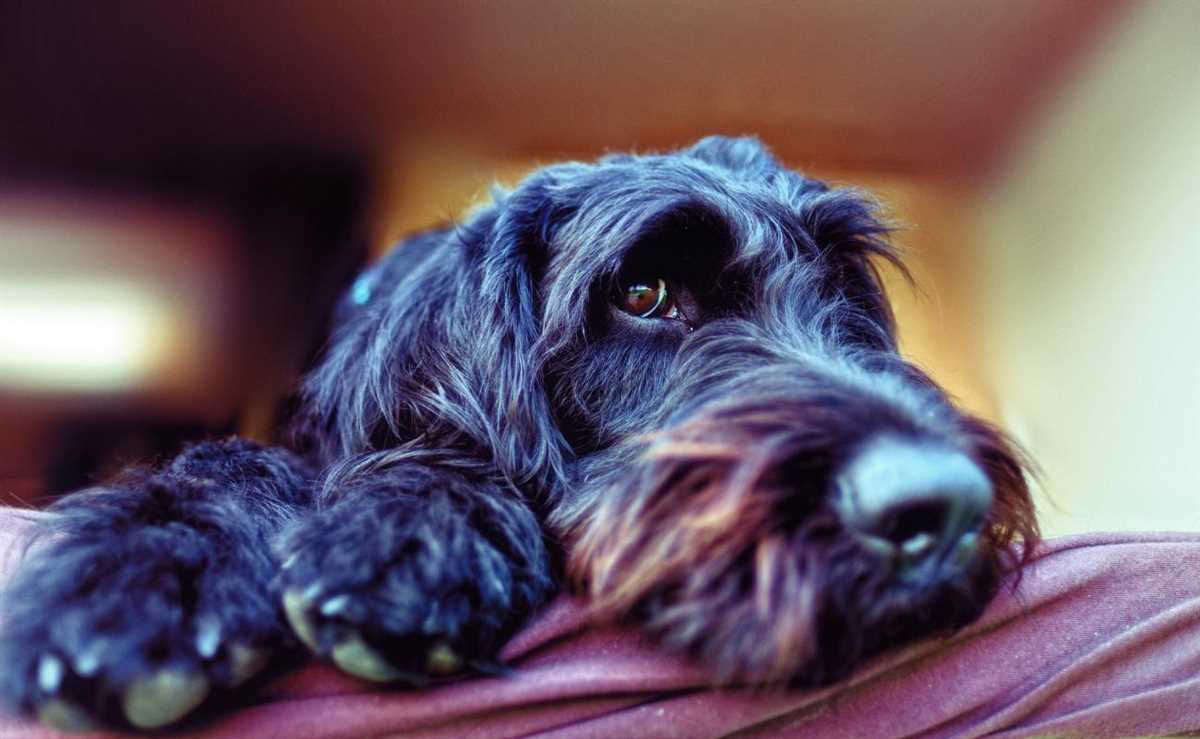 8. Schnauzer