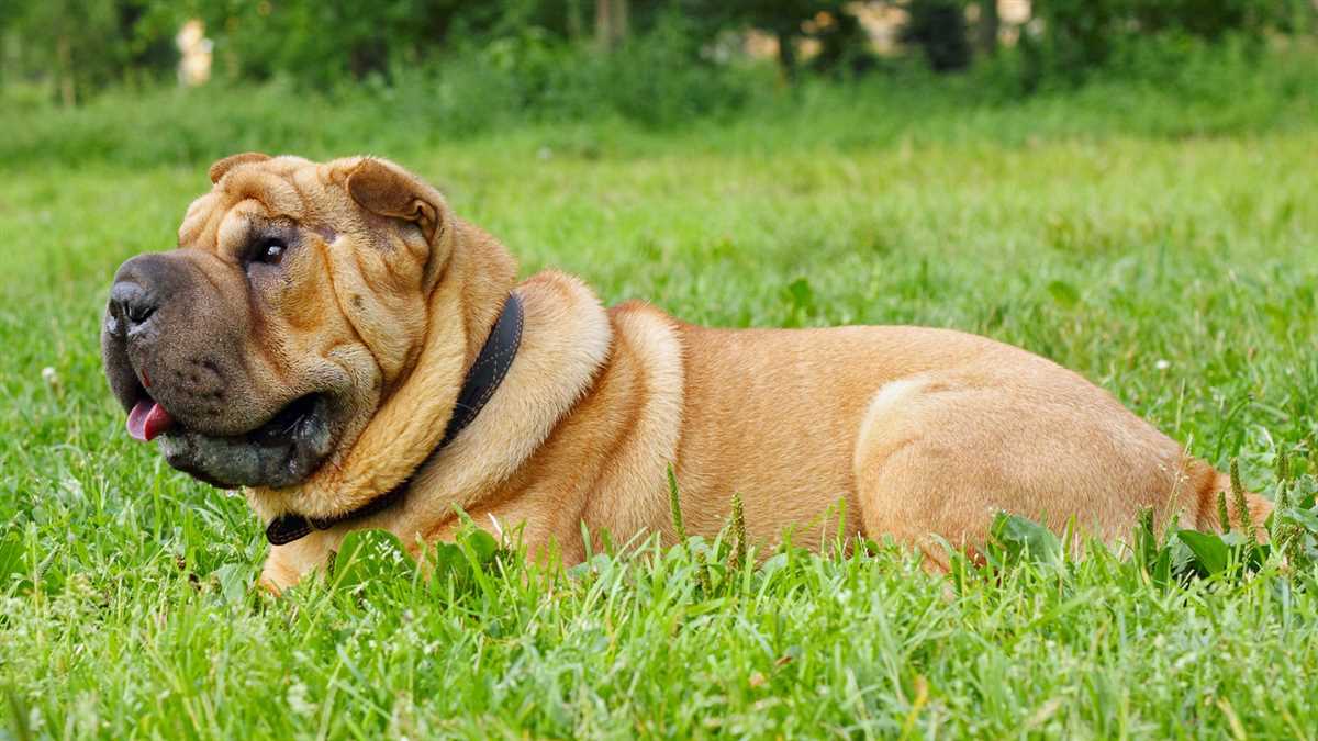 Welcher Hund für faule Leute: Die perfekte Wahl für eine entspannte Lebensweise