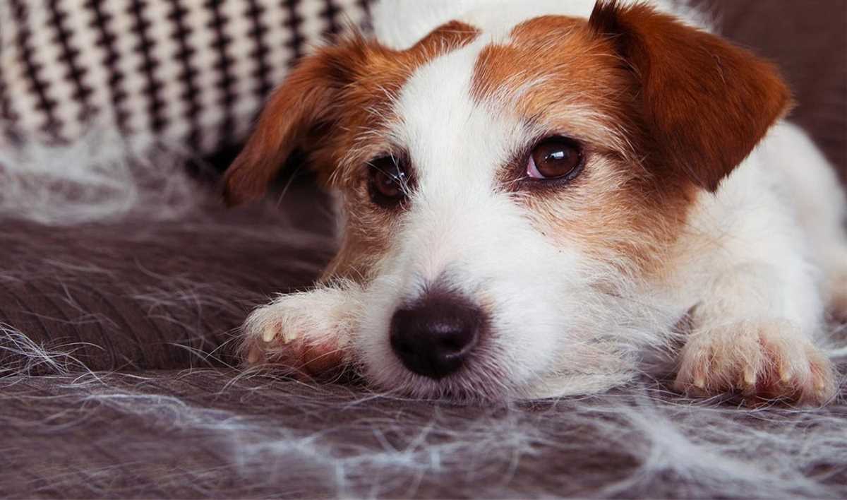 Allergikerfreundliche Hunde: Welche Rassen sind am besten für Allergiker geeignet?