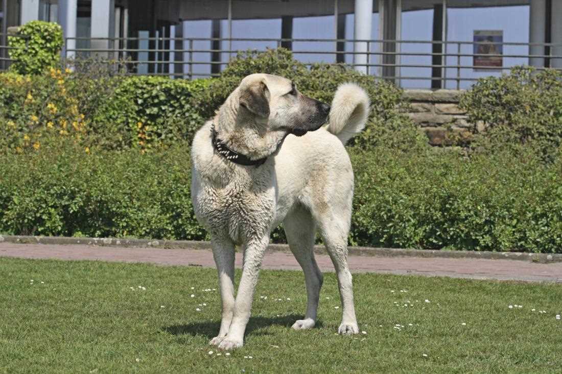 5. Der Dogo Argentino: Jagdhund mit Kraft