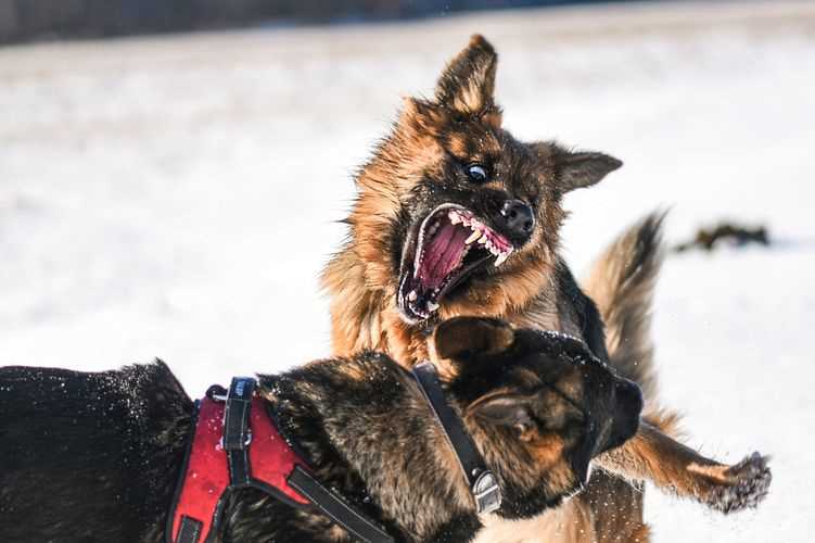 Deutscher Schäferhund