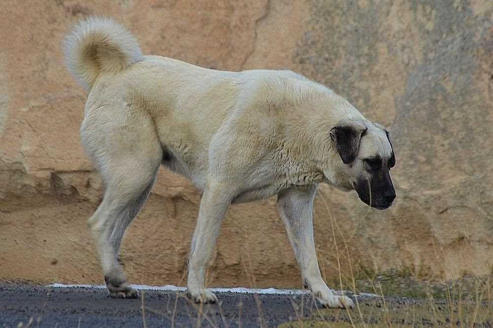 Dogo Argentino