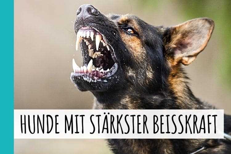 Der Rottweiler: Stämmig und kraftvoll