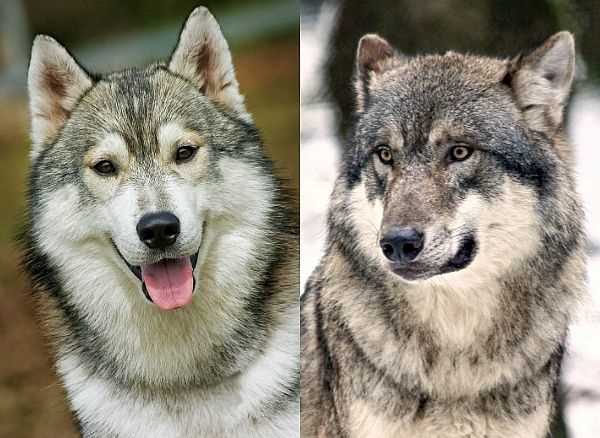 Welcher Hund ist dem Wolf am nächsten? Ähnlichkeiten und Unterschiede