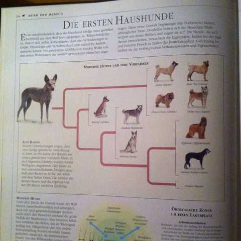 Körperliche Merkmale, die Hunde und Wölfe gemeinsam haben