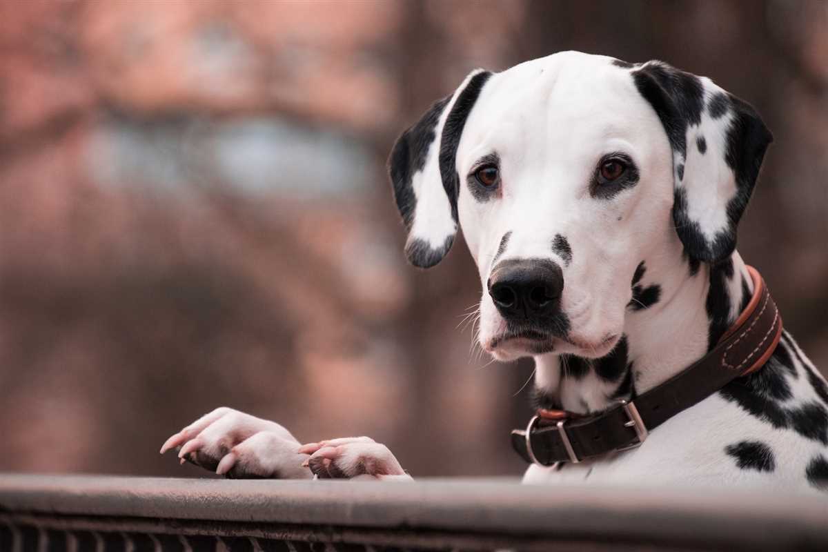 Welcher Hund stinkt nicht? Vermeide unangenehme Gerüche mit diesen Hunderassen