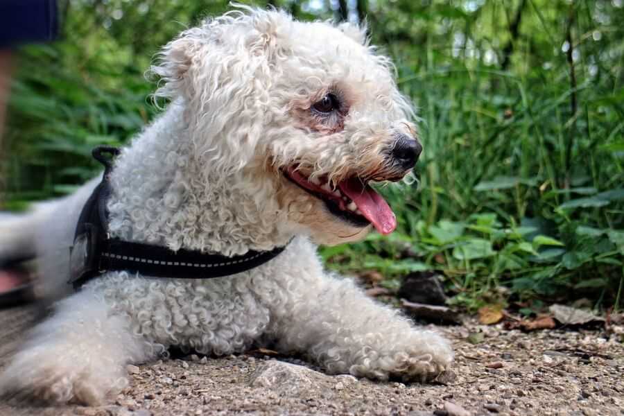 Fellpflege beim Hundefriseur