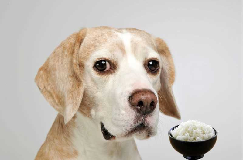 Warum ist weißer Reis gut für Hunde mit Durchfall?