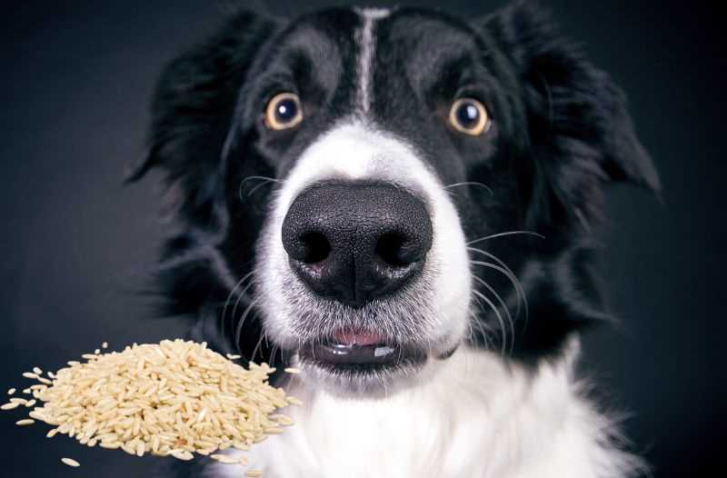 Wie bereitet man weißen Reis für Hunde mit Durchfall zu?