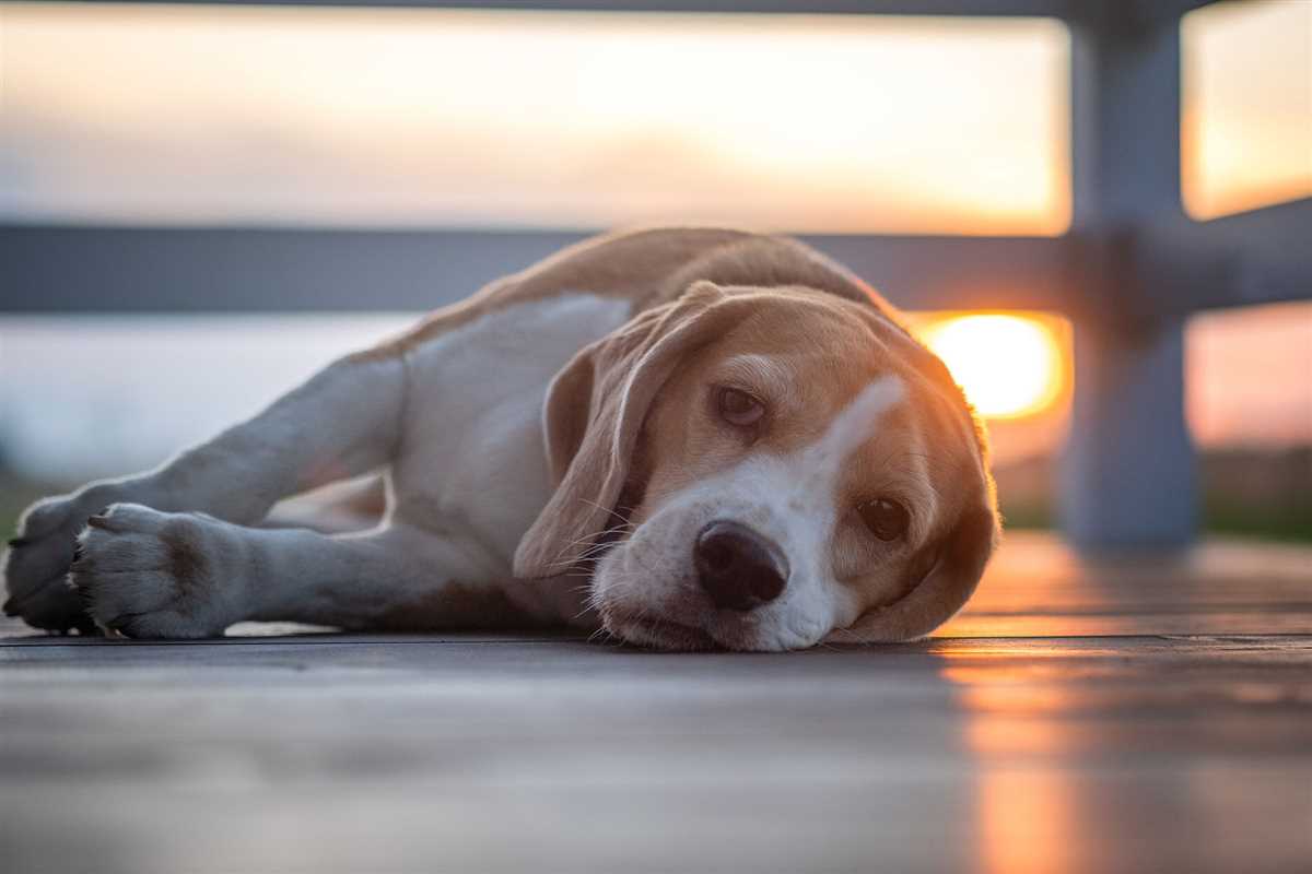 Weitere Tipps zur Fütterung von weißem Reis für Hunde mit Durchfall: