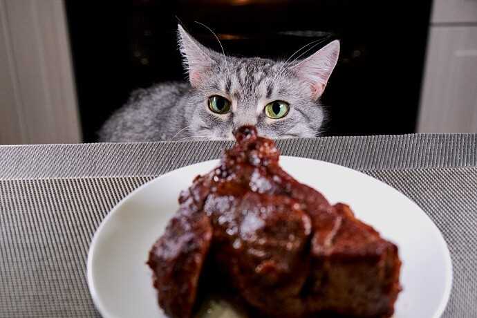 Die verschiedenen Fleischsorten, die Katzen essen können