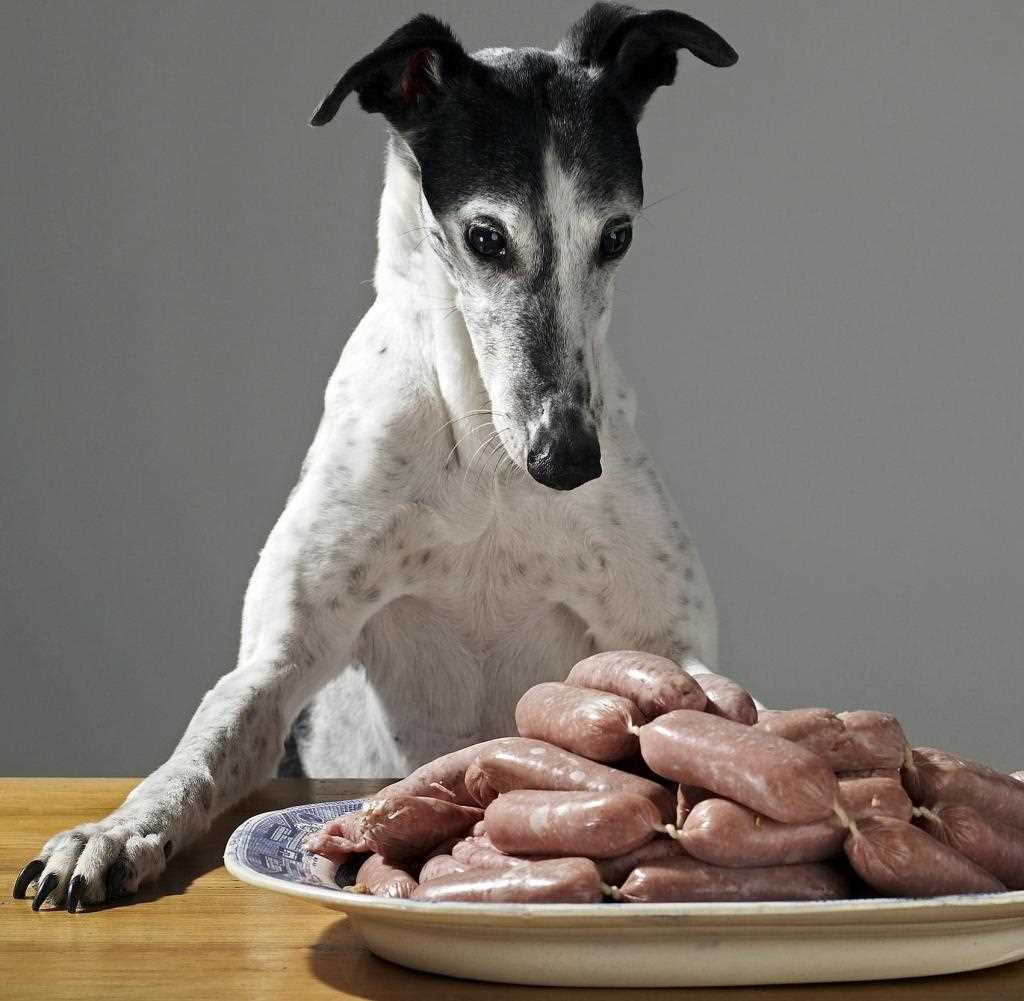 Die Bedeutung von magerem Fleisch für die Gesundheit Ihres Hundes