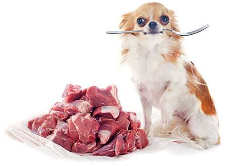 Welches Fleisch ist für Hunde am verträglichsten: Empfehlungen und Tipps