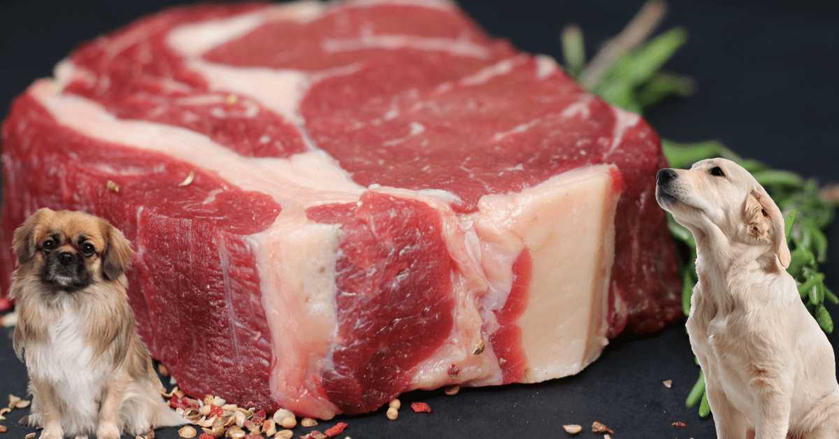 Welches Fleisch vertragen Hunde am besten? Die beste Ernährung für deinen Vierbeiner