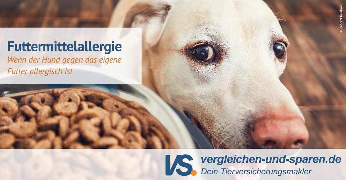 Welches Futter bei Allergie Hund: Tipps und Empfehlungen