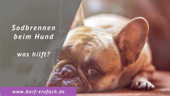 Welches Futter bei Sodbrennen Hund? Tipps und Empfehlungen