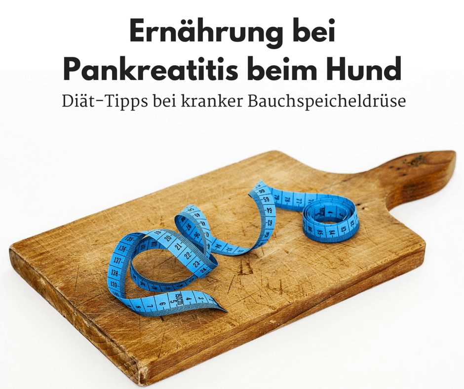 Welches Gemüse bei Pankreatitis beim Hund: Die besten Optionen