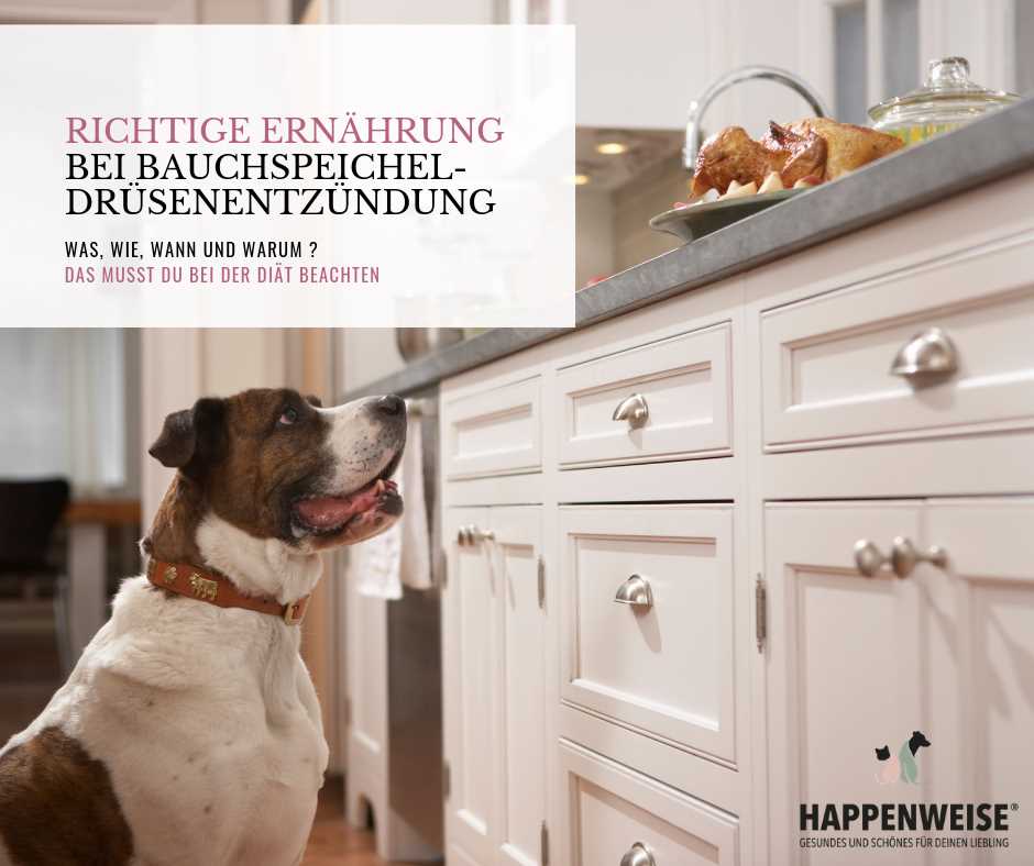 Die Grundlagen einer ausgewogenen Ernährung für Hunde mit Pankreatitis: