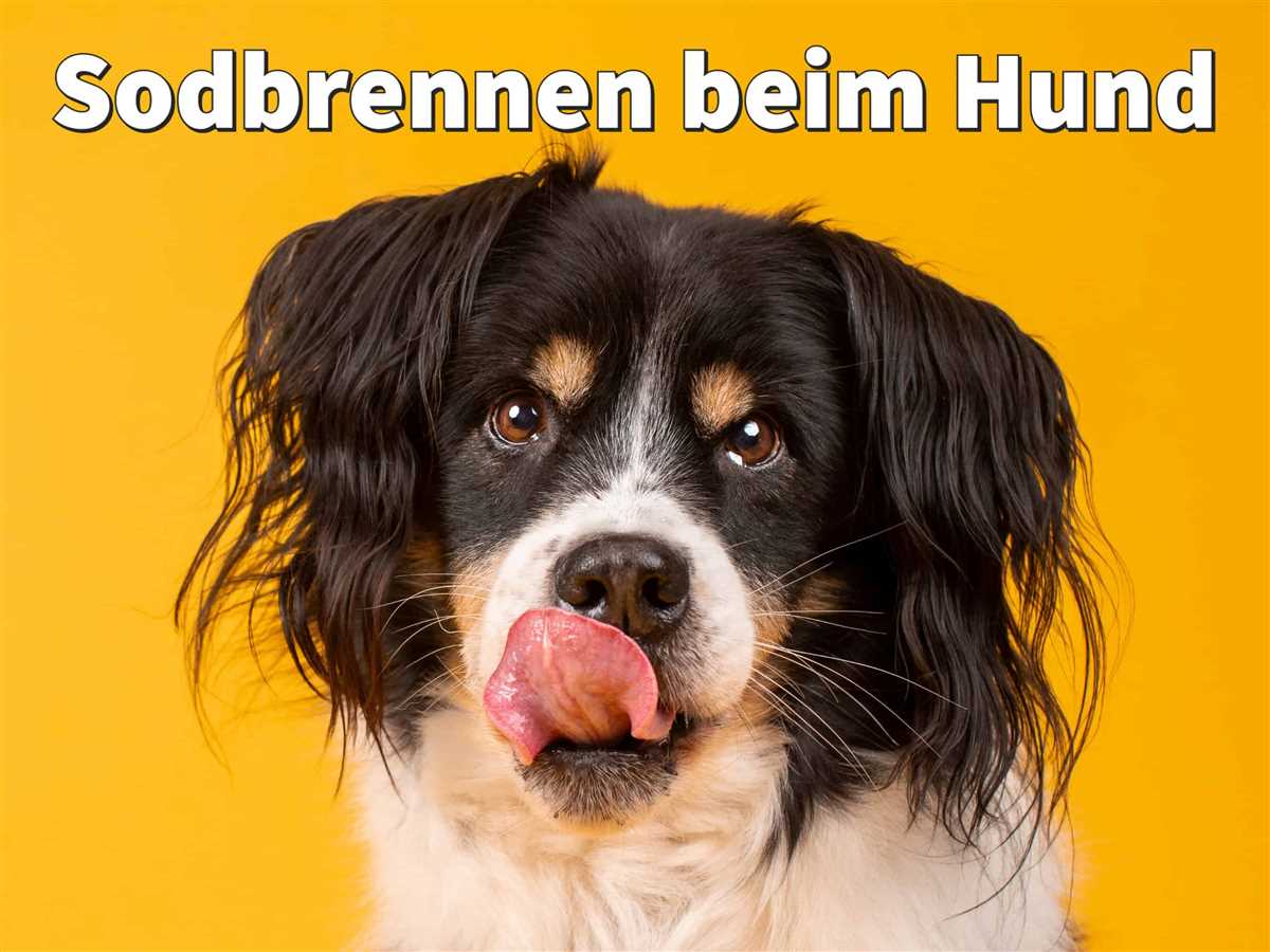 Die Auswirkungen von Übersäuerung bei Hunden