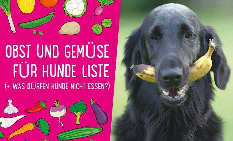 Welches Gemüse Hunde vermeiden sollten