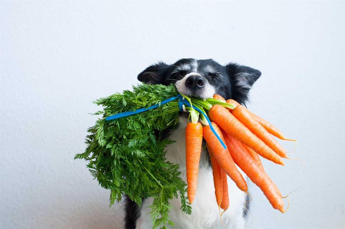 Wie viel Gemüse sollte ein Hund täglich bekommen?