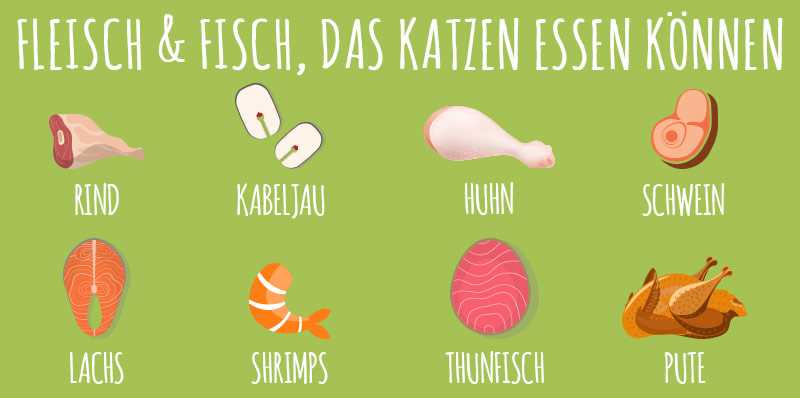 Welches Gemüse dürfen Katzen essen? Die besten Optionen für eine gesunde Ernährung