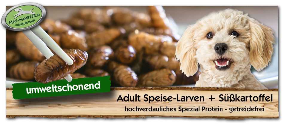 Welches Gemüse ist für allergische Hunde geeignet?