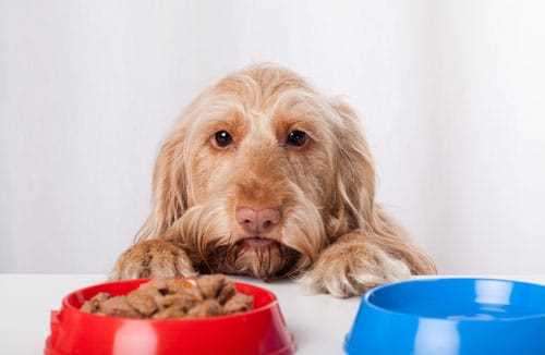 Empfohlene Gemüsesorten für allergische Hunde