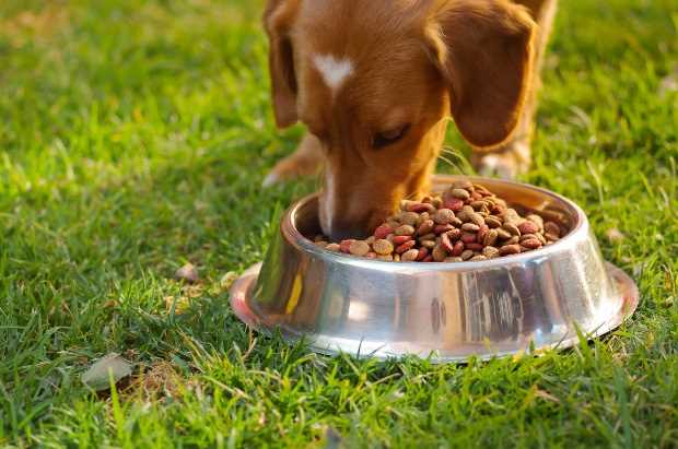 Gesundheitliche Vorteile von getreidefreier Hundeernährung