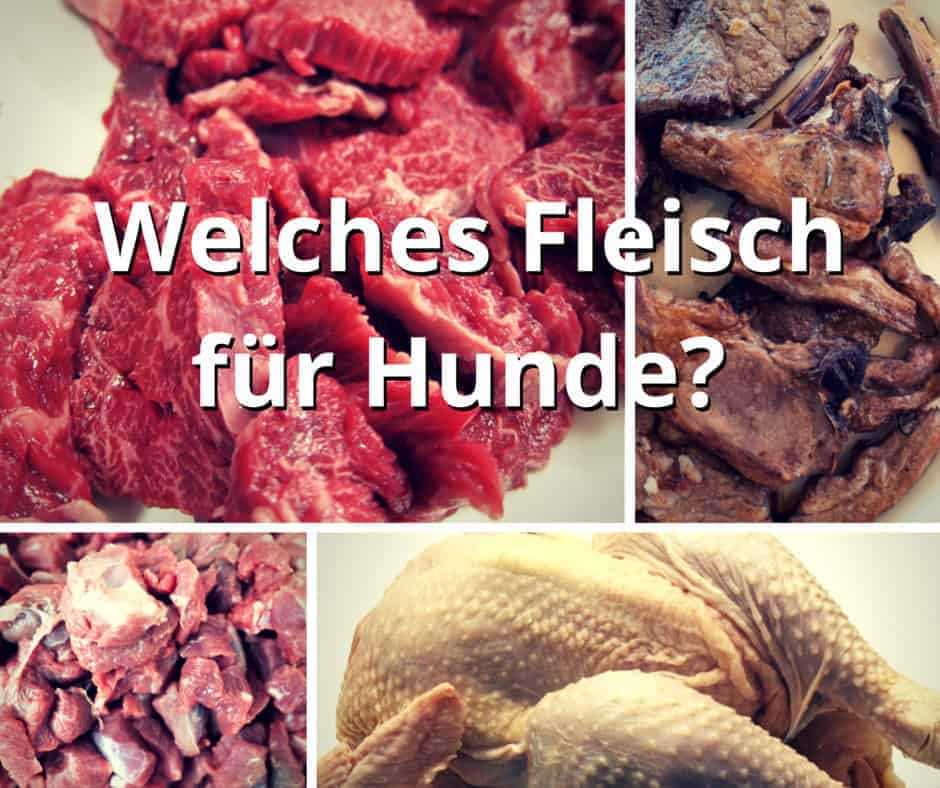 Welches rohe Fleisch ist geeignet für Hunde? Tipps und Empfehlungen