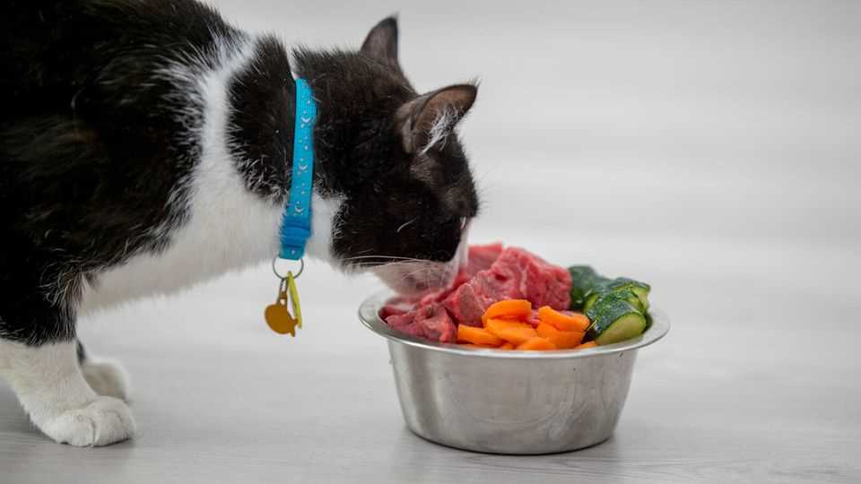 Welches rohes Fleisch ist gut für Katzen? – Alles was du wissen musst