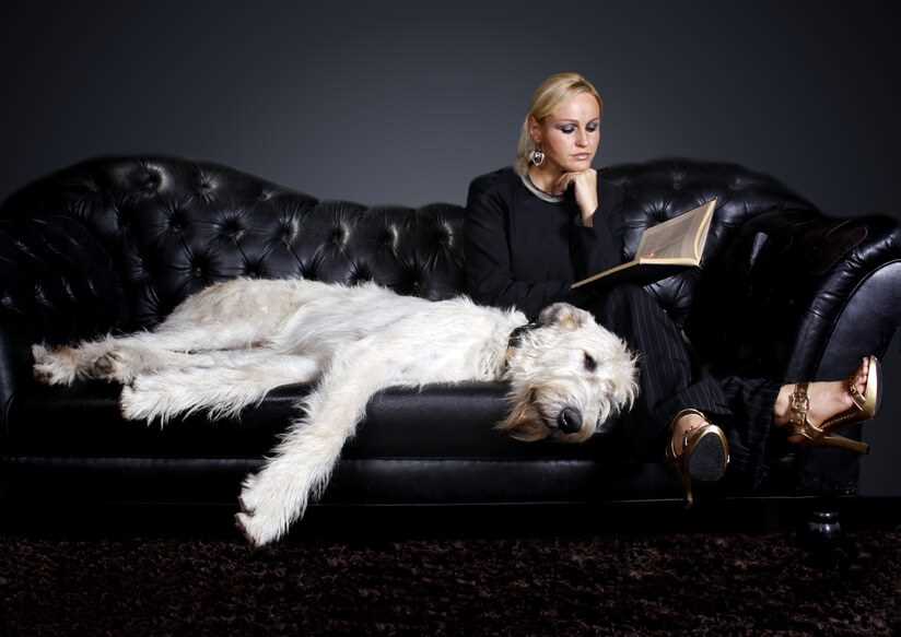 Ergonomie und Komfort für Hunde-Sofas