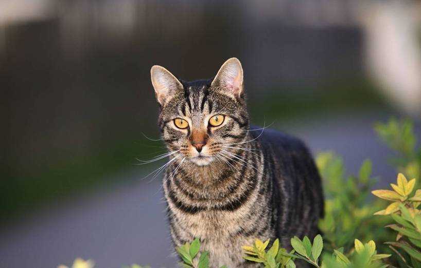 Hund und Katze: Welche Tiere haben die besten Hörkräfte?