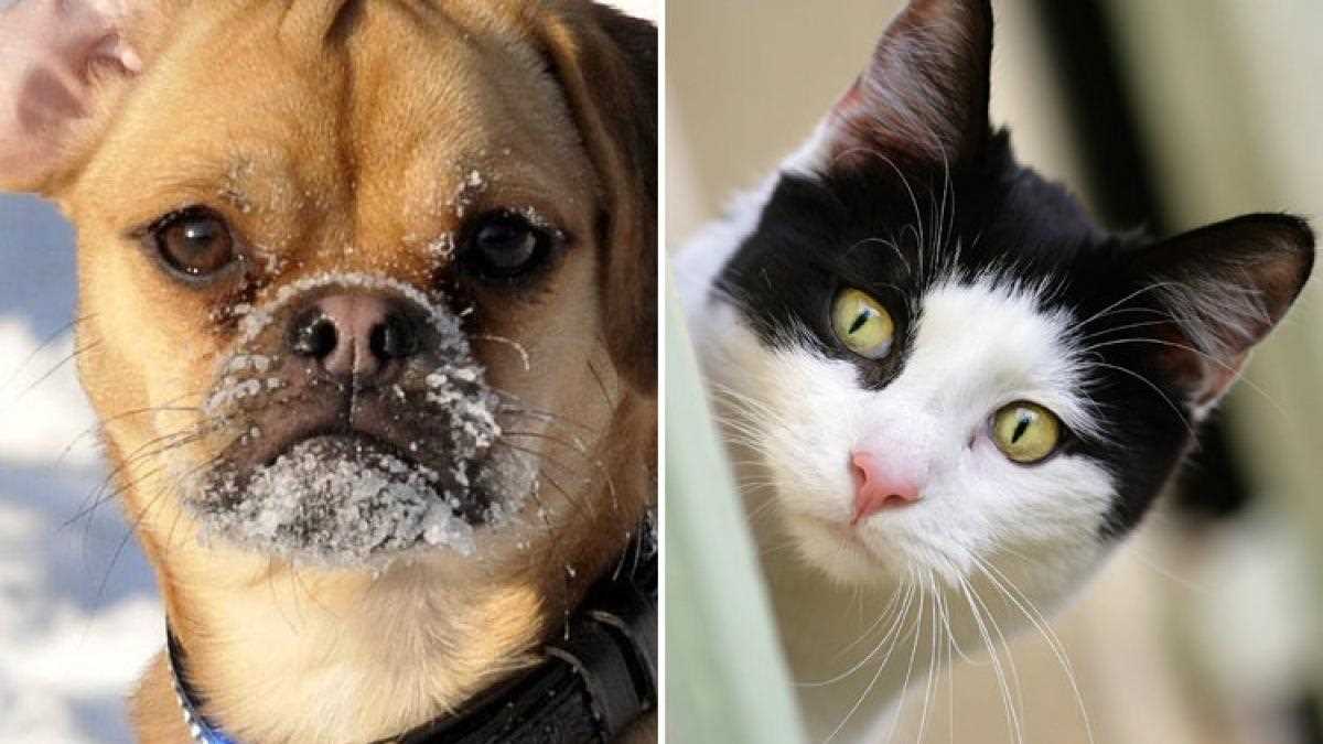 Ein Fazit: Die Wahrheit über die auditive Fähigkeiten von Hunden und Katzen