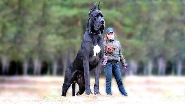 Insgesamt gibt es viele faszinierende Riesenrassen, die es wert sind, entdeckt zu werden. Obwohl sie groß sind, sind diese Hunde oft freundlich und liebevoll. Du musst also keine Angst vor ihnen haben, sondern kannst ihre beeindruckende Größe und ihr sanftes Wesen bewundern.