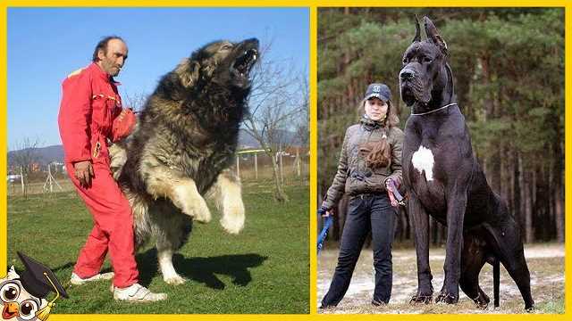 Ein Beispiel für eine solche Riesenrasse ist der irische Wolfshund. Mit einer Schulterhöhe von bis zu 90 Zentimetern und einem Gewicht von über 70 Kilogramm kann dieser Hund fast so groß wie ein ausgewachsenes Pony sein. Trotz seiner beeindruckenden Größe ist der irische Wolfshund bekannt für seine Freundlichkeit und Gelassenheit. Er ist ein ausgezeichneter Familienhund, der auch mit Kindern sehr gut zurechtkommt.