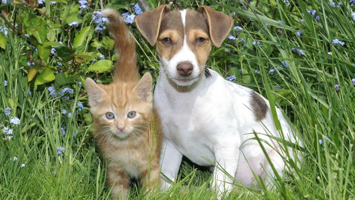 Sinnesorgane: Überlegene Sinneswahrnehmung bei Hunden und Katzen