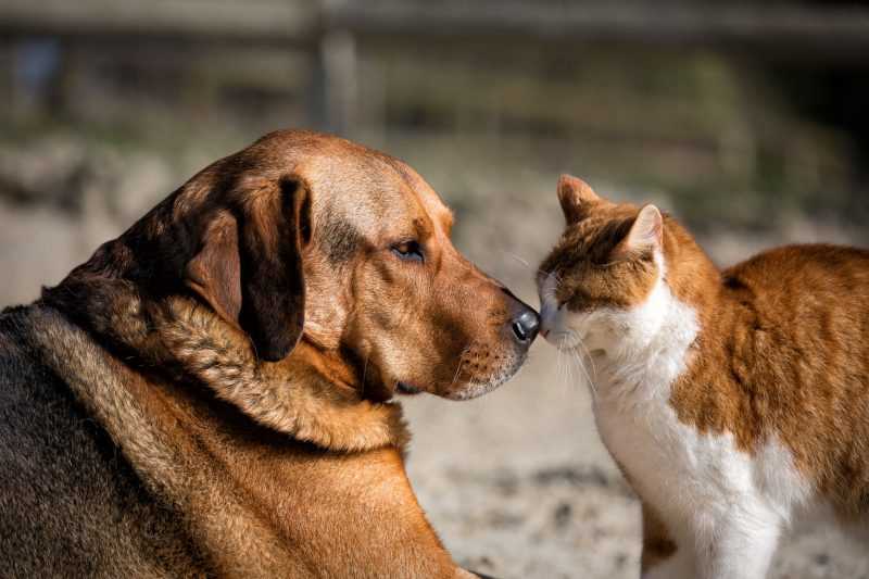 Erziehung von Katzen