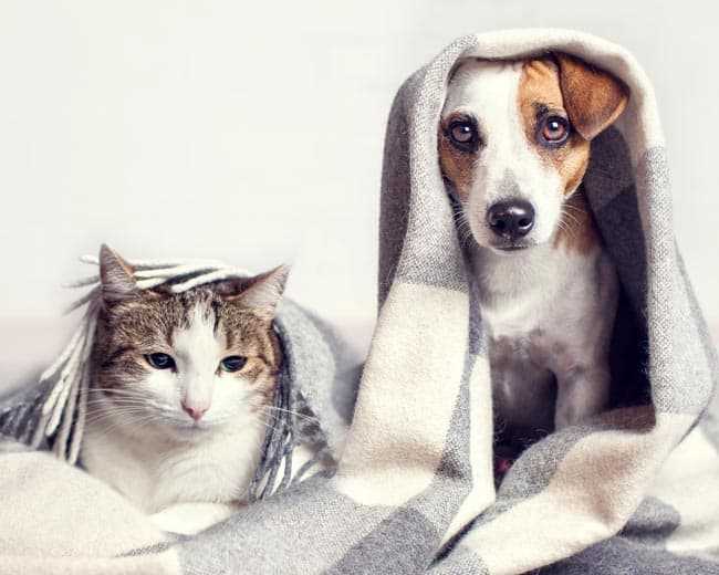 Hund vs. Katze: Welches Tier hat den besseren Geruchssinn?