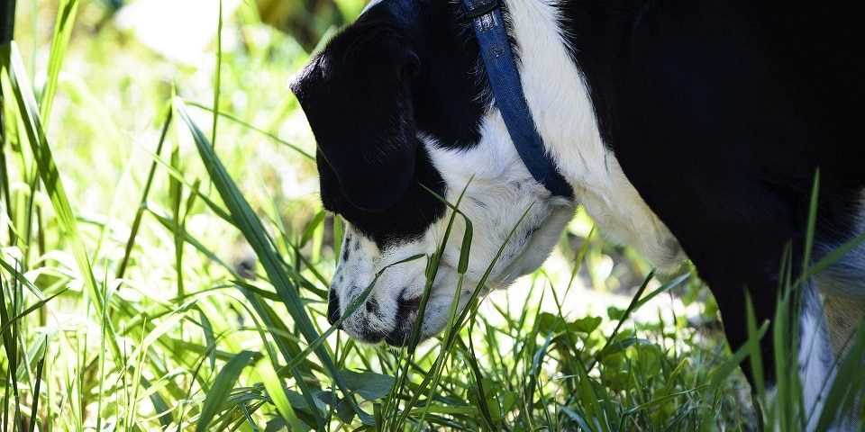 Vorteile des Geruchssinns bei Hunden