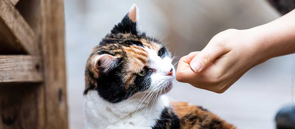 Menschlicher Geruchssinn im Vergleich zu Tieren