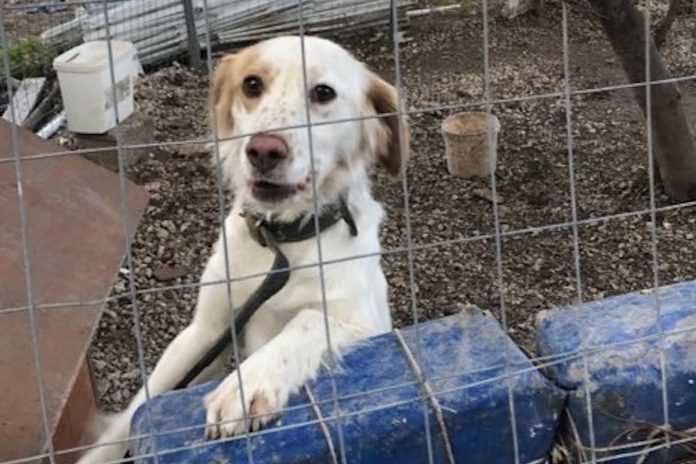 6. Besuchen Sie Züchter und Hundeschulen