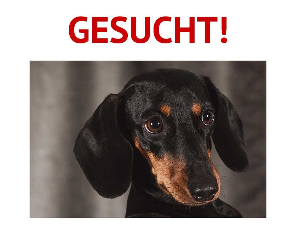 3. Besuchen Sie Hundeshows und Veranstaltungen